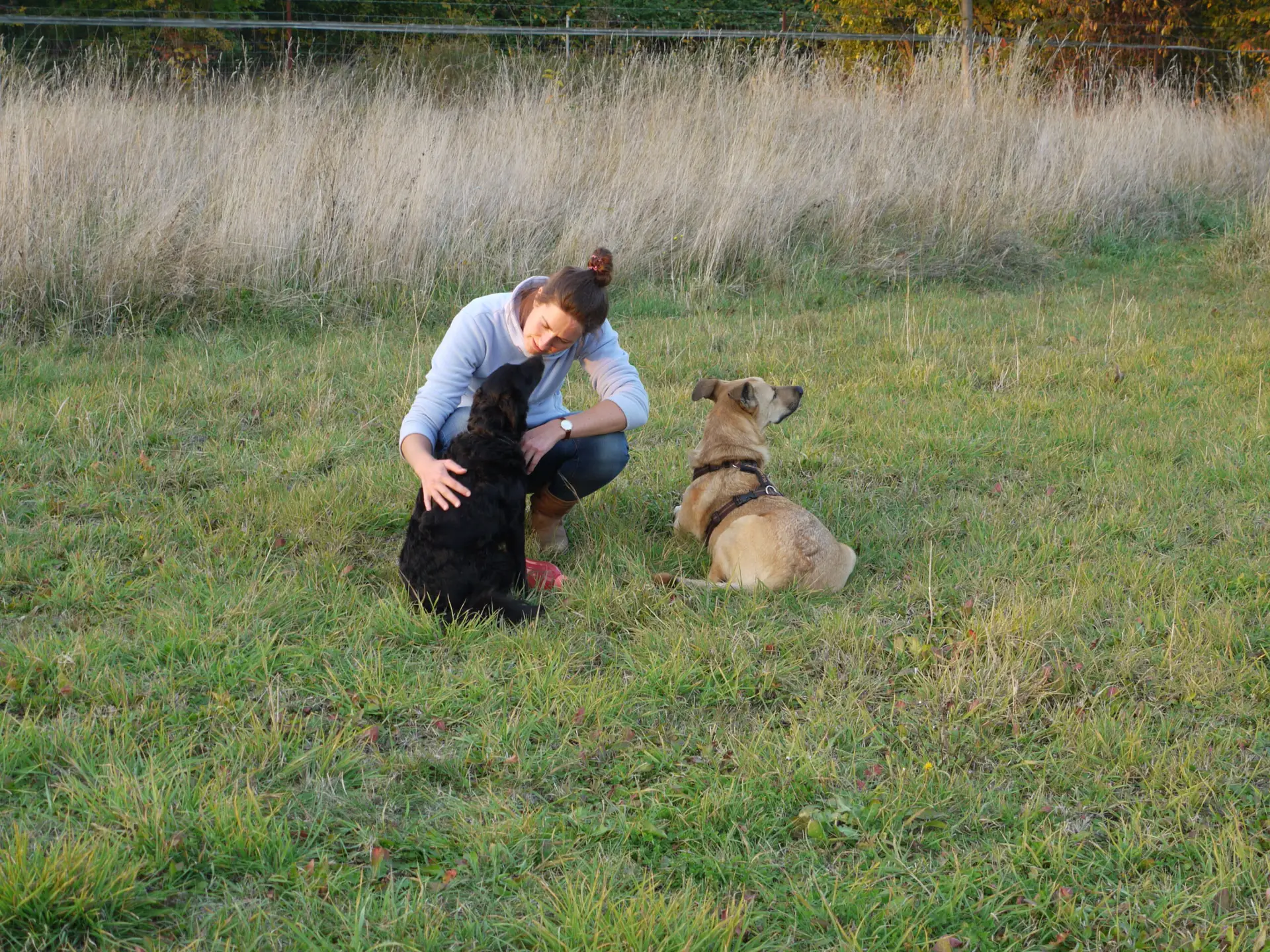 Tabuthemen in der Hundebranche